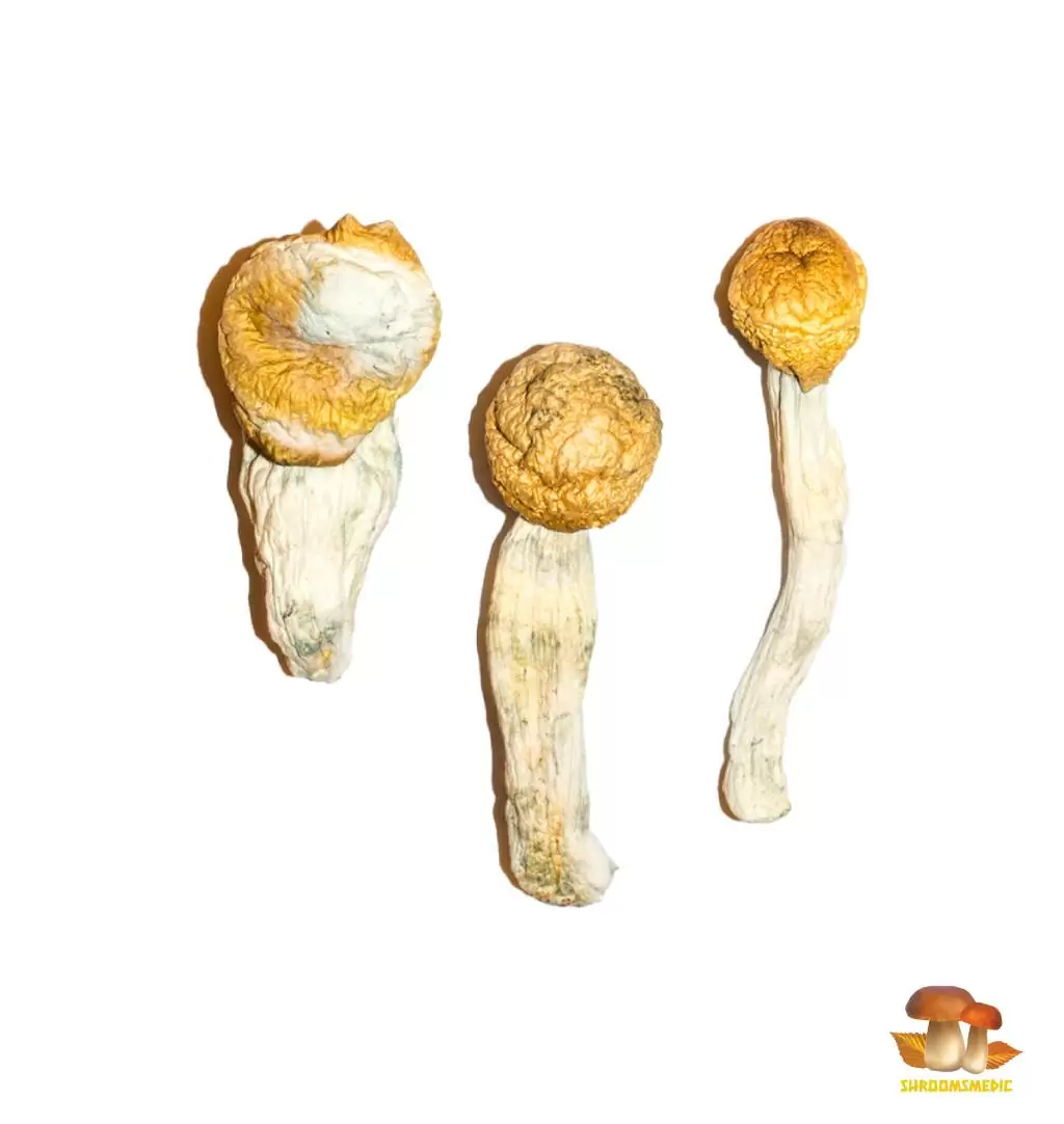 Penis Envy Mushrooms