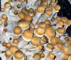 Penis Envy Spores